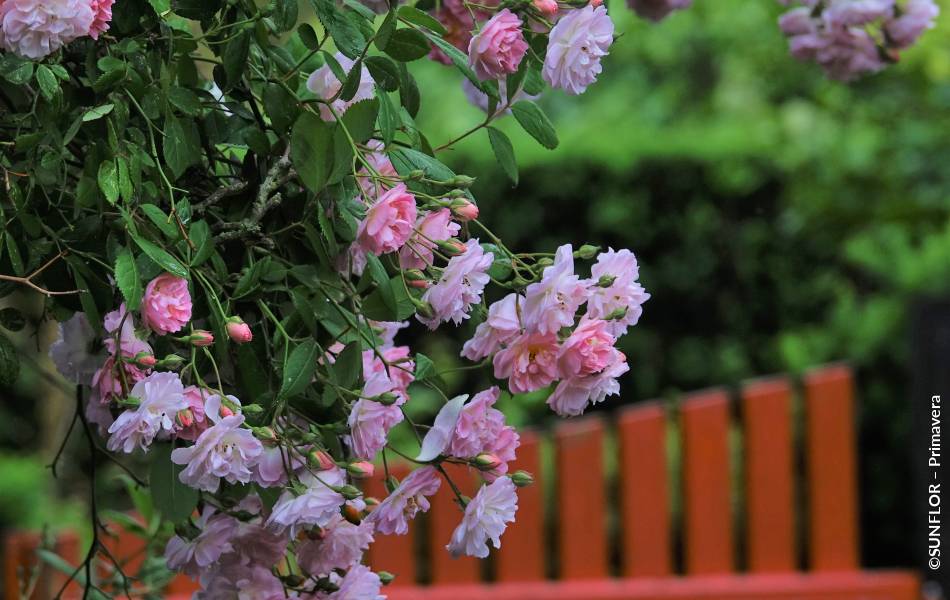 ©SUNFLOR – Primavera
